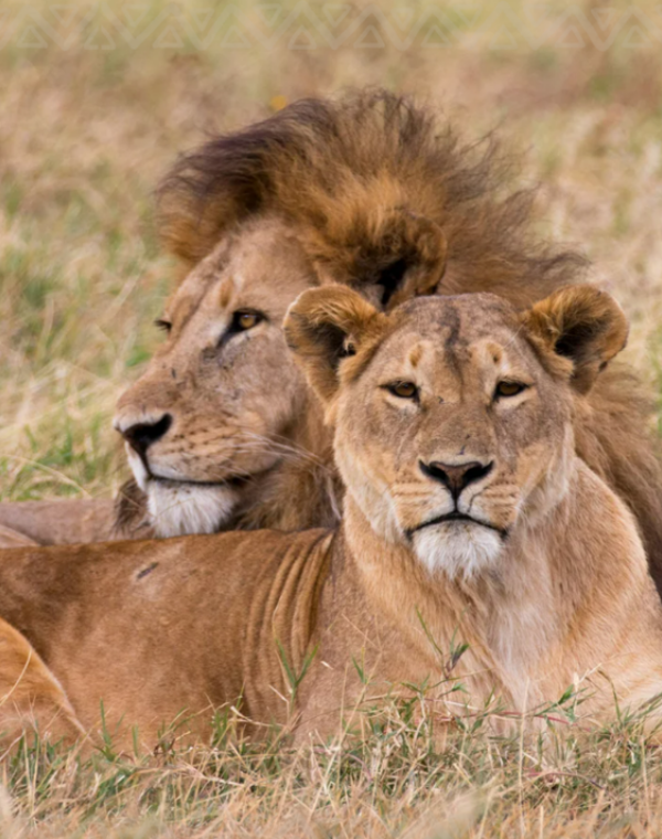 Férias na África do Sul - 2026